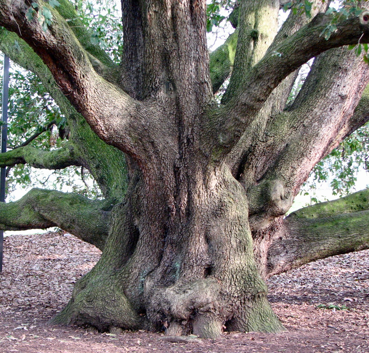 Quercus x turneri