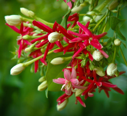 Quisqualis indica vibrant red tubular flowers with white buds and green leaves
