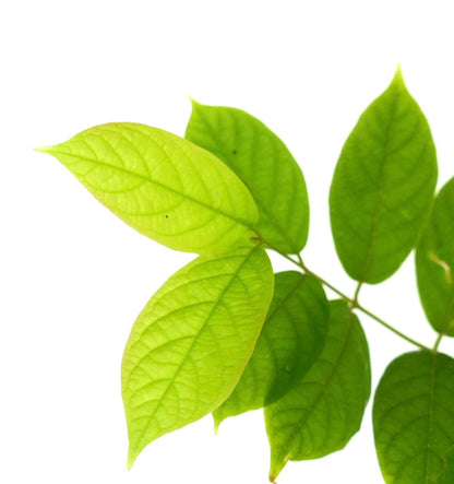 Quisqualis indica bright green ovate leaves with prominent veins on thin stems