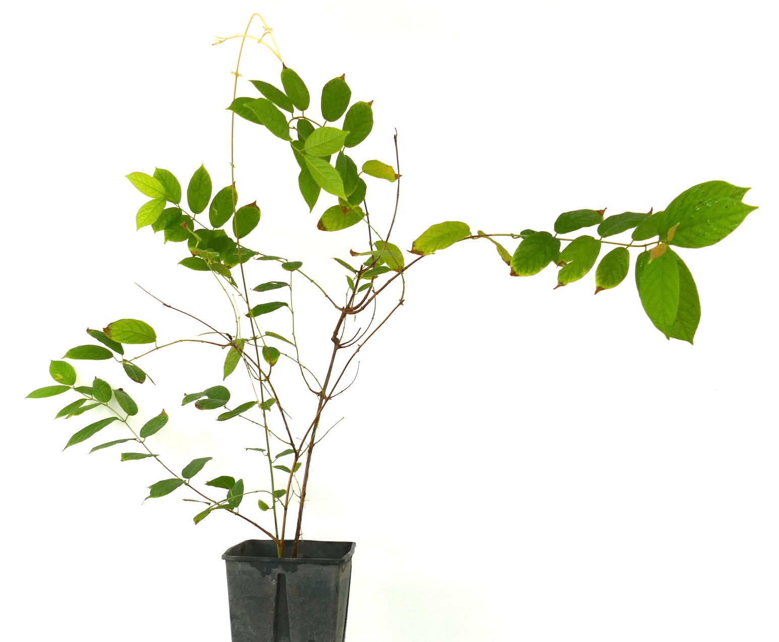 Quisqualis indica slender green vine with elongated leaves in black nursery pot