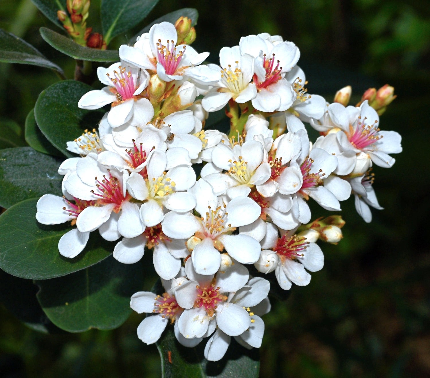 ราฟิโอเลพิสด อินดิกา ดอกขาวเล็กๆ เป็นช่อ มีเกสรสีชมพู และใบสีเขียวเข้ม