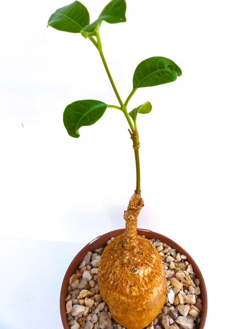 Raphionacme angolensis sjelden caudiciform sukkulent med tykk caudex og grønne blader i potte