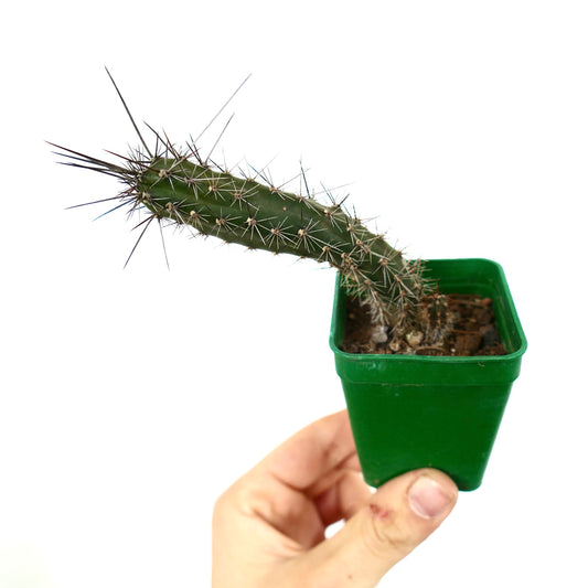 Rathbunia alamosensis 10SF