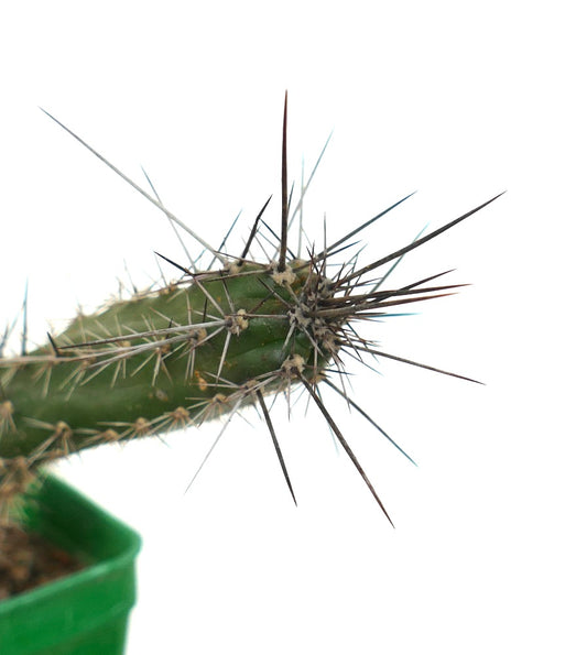 Rathbunia alamosensis 10SF