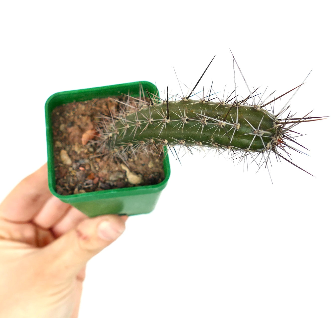 Rathbunia alamosensis 505D