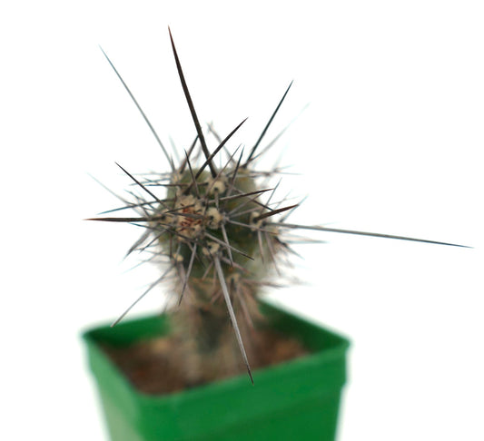 Rathbunia alamosensis 505D