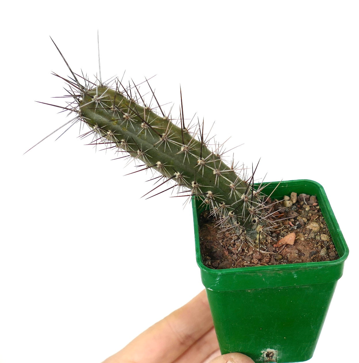 Rathbunia alamosensis 505D