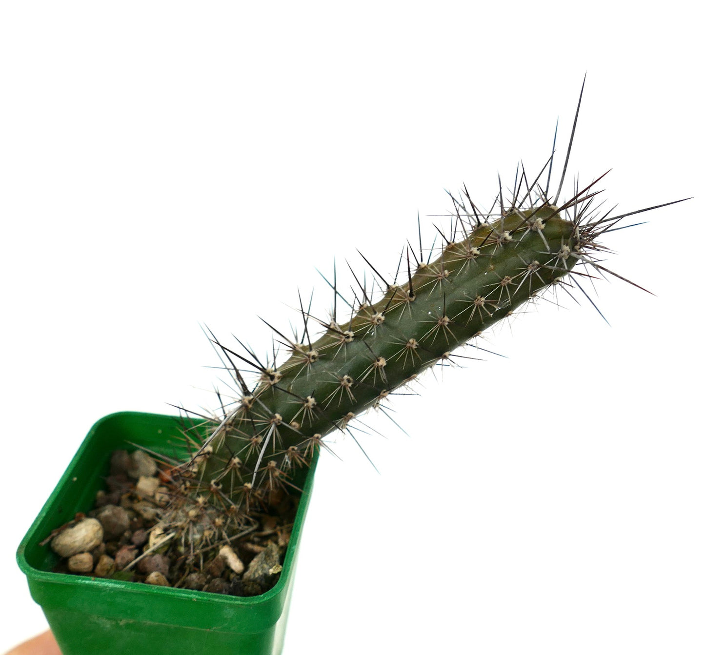 Rathbunia alamosensis KT6