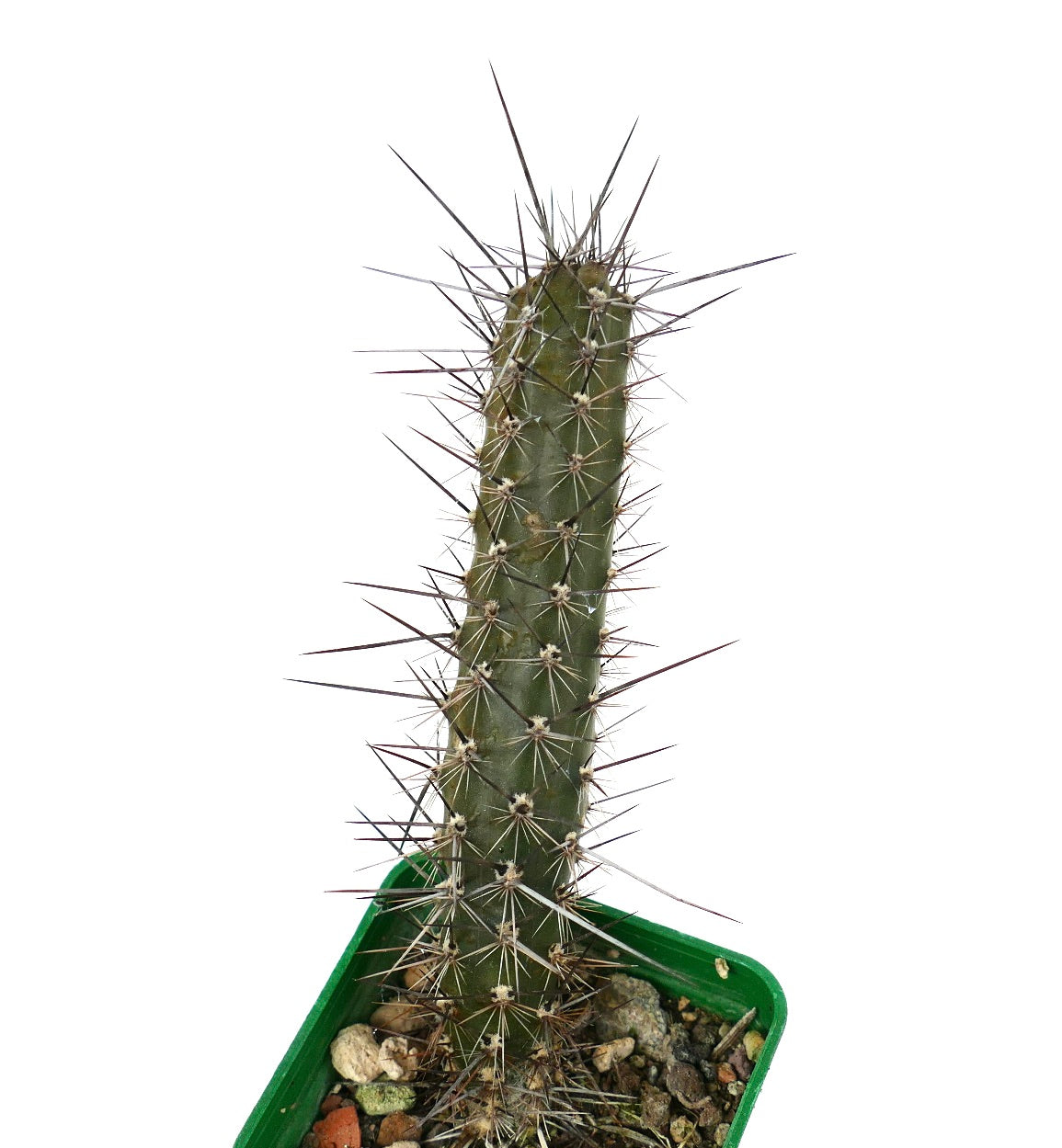 Rathbunia alamosensis KT6