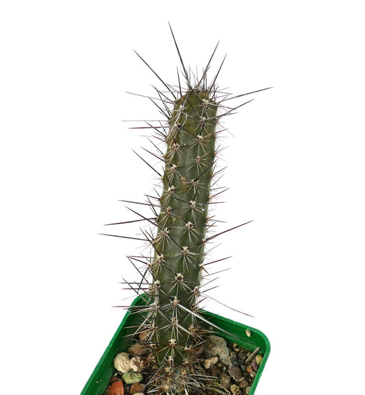 Rathbunia alamosensis KT6