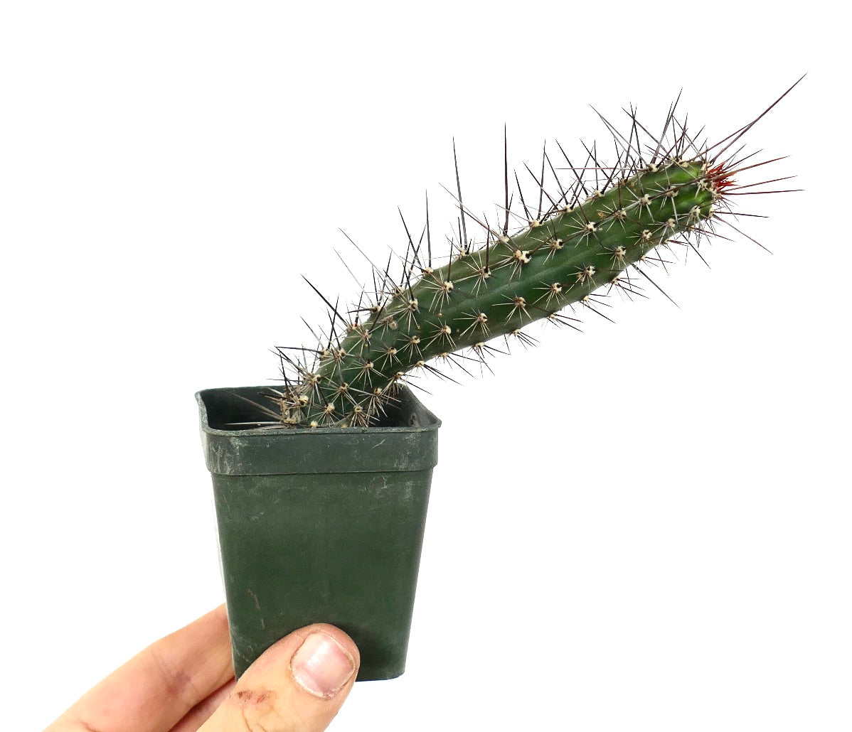 Rathbunia alamosensis RARE CACTUS SPECIE