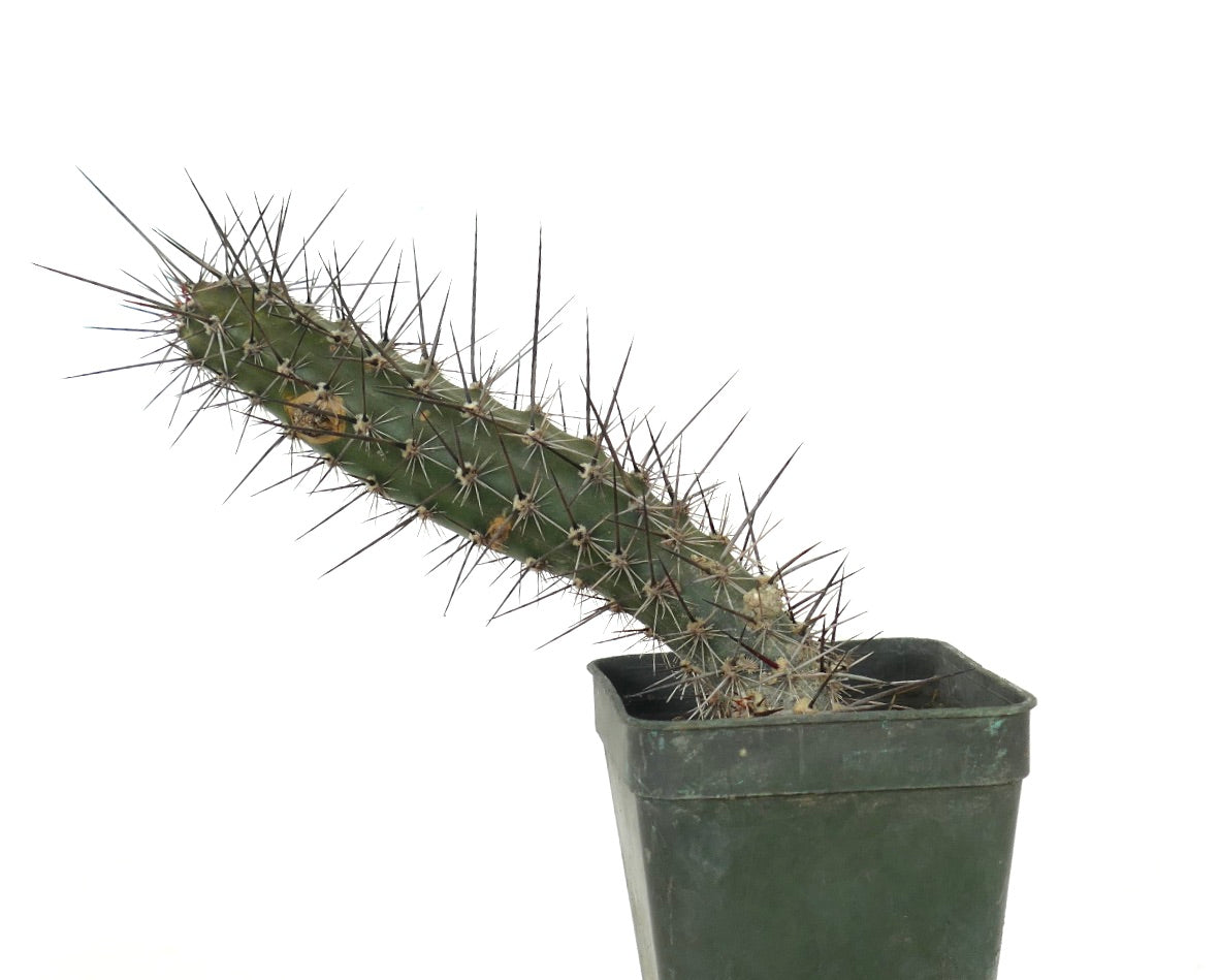 Rathbunia alamosensis RARE CACTUS SPECIE