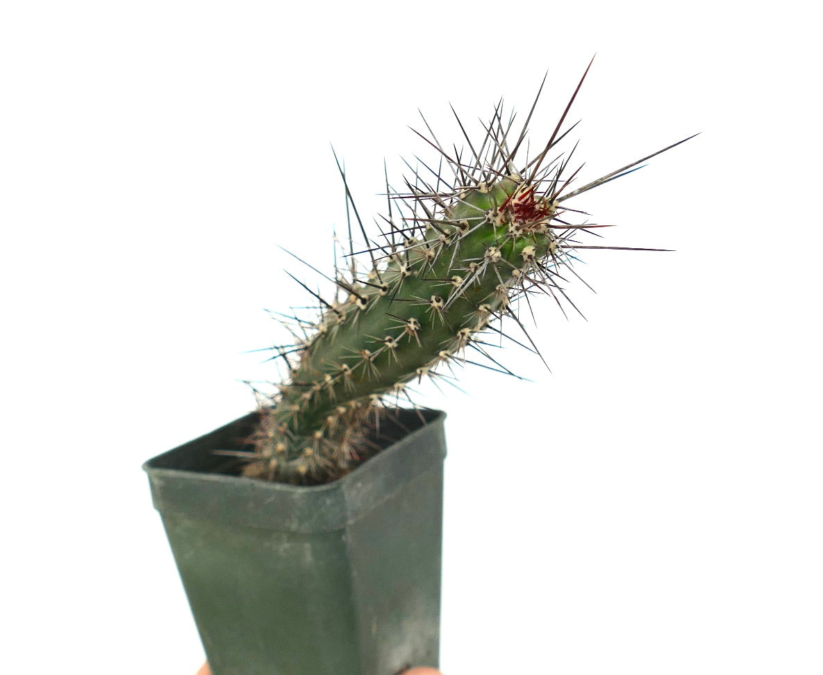 Rathbunia alamosensis RARE CACTUS SPECIE