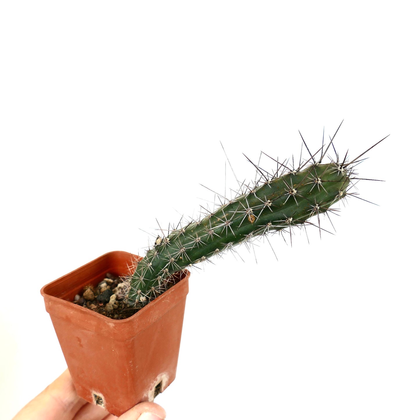 Rathbunia alamosensis RARE SELECTED