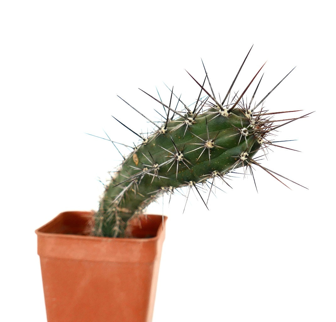 Rathbunia alamosensis RARE SELECTED