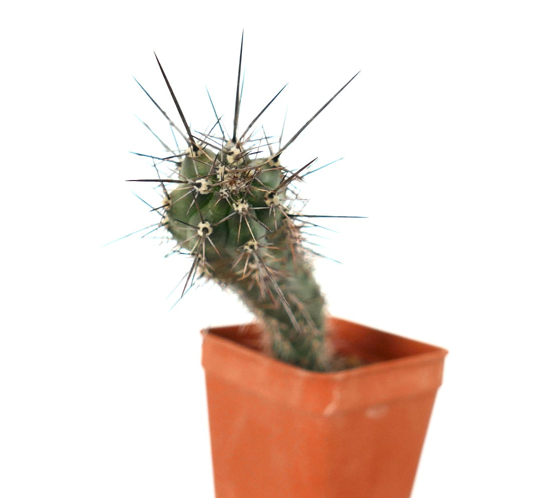 Rathbunia alamosensis RARE SELECTED