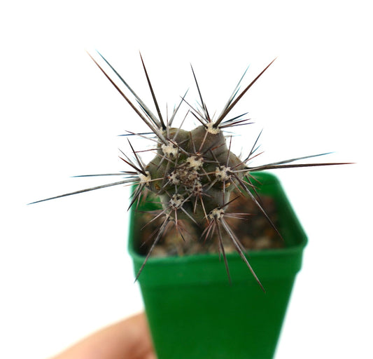 Rathbunia alamosensis SELECTED