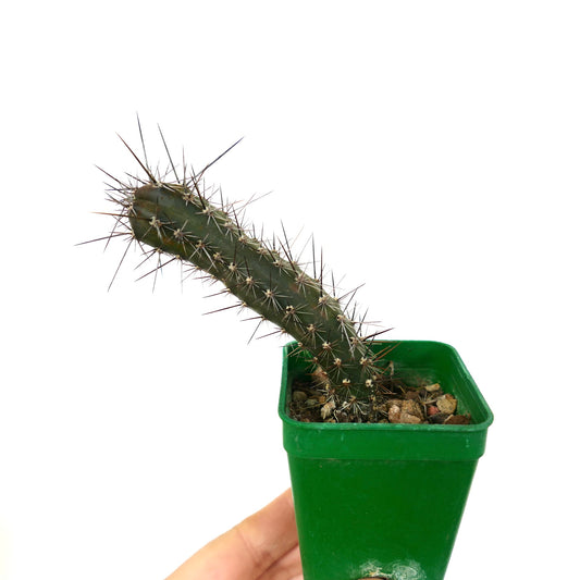 Rathbunia alamosensis SELECTED