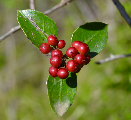 Rhamnus alaternus glossy green leaves with clusters of bright red berries outdoors
