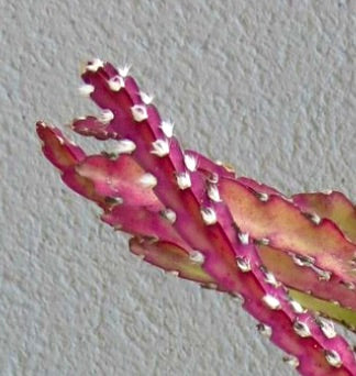 Rhipsalis cruciformis pianta grassa cactus con steli segmentati rosa vivace e areole bianche