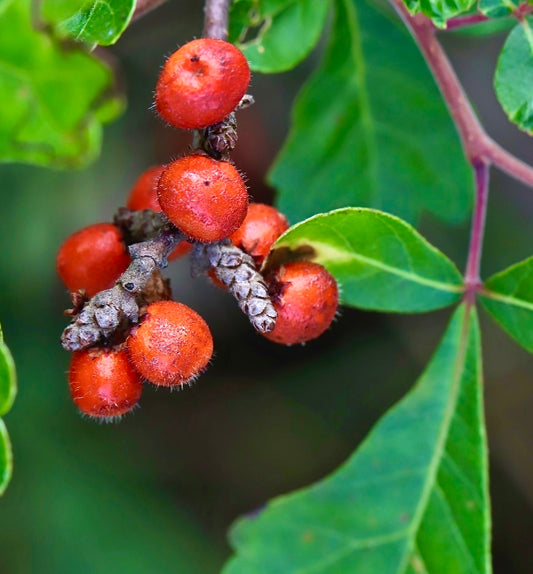 Frutos vermelhos brilhantes e peludos de Rhus aromatica com folhas verdes lobadas em destaque