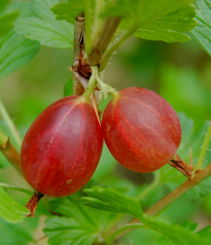 Ribes grossularia