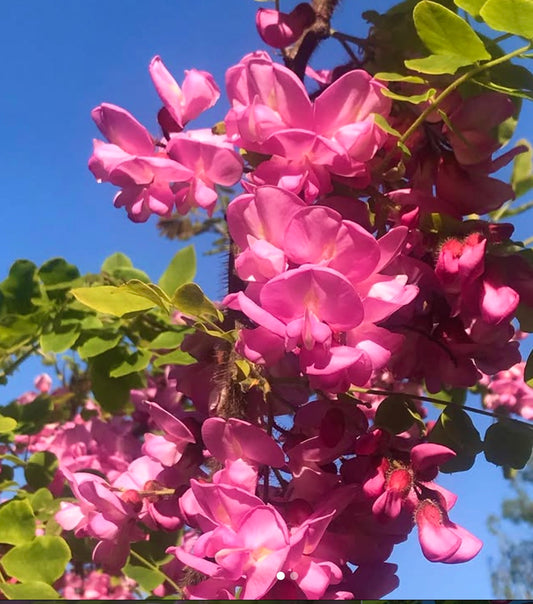 Robinia hispida 'Macrophylla' vibrant pink flowering shrub with green leaves against blue sky
