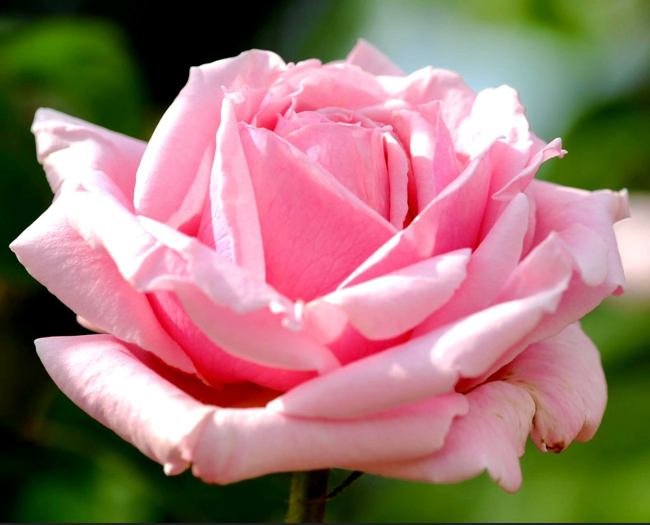Rosa cv Frédéric Mistral® large soft pink rose bloom with delicate petals close-up