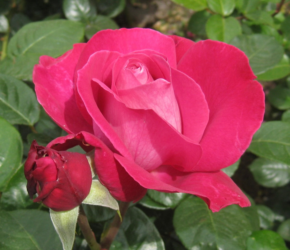 Rosa cv Meilland Baronne Edmond de Rothschild® rosa rosa vibrante con fogliame verde rigoglioso e bocciolo non aperto