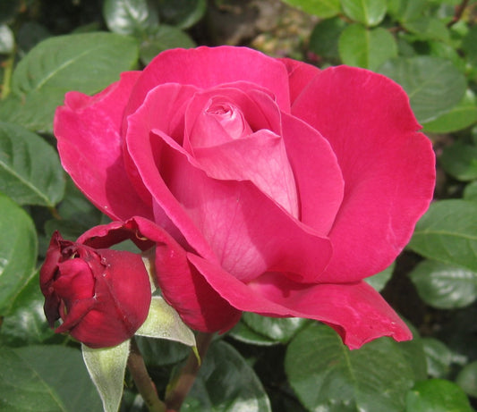 Rosa cv Meilland Baronne Edmond de Rothschild® vibrant pink rose with lush green foliage and unopened bud