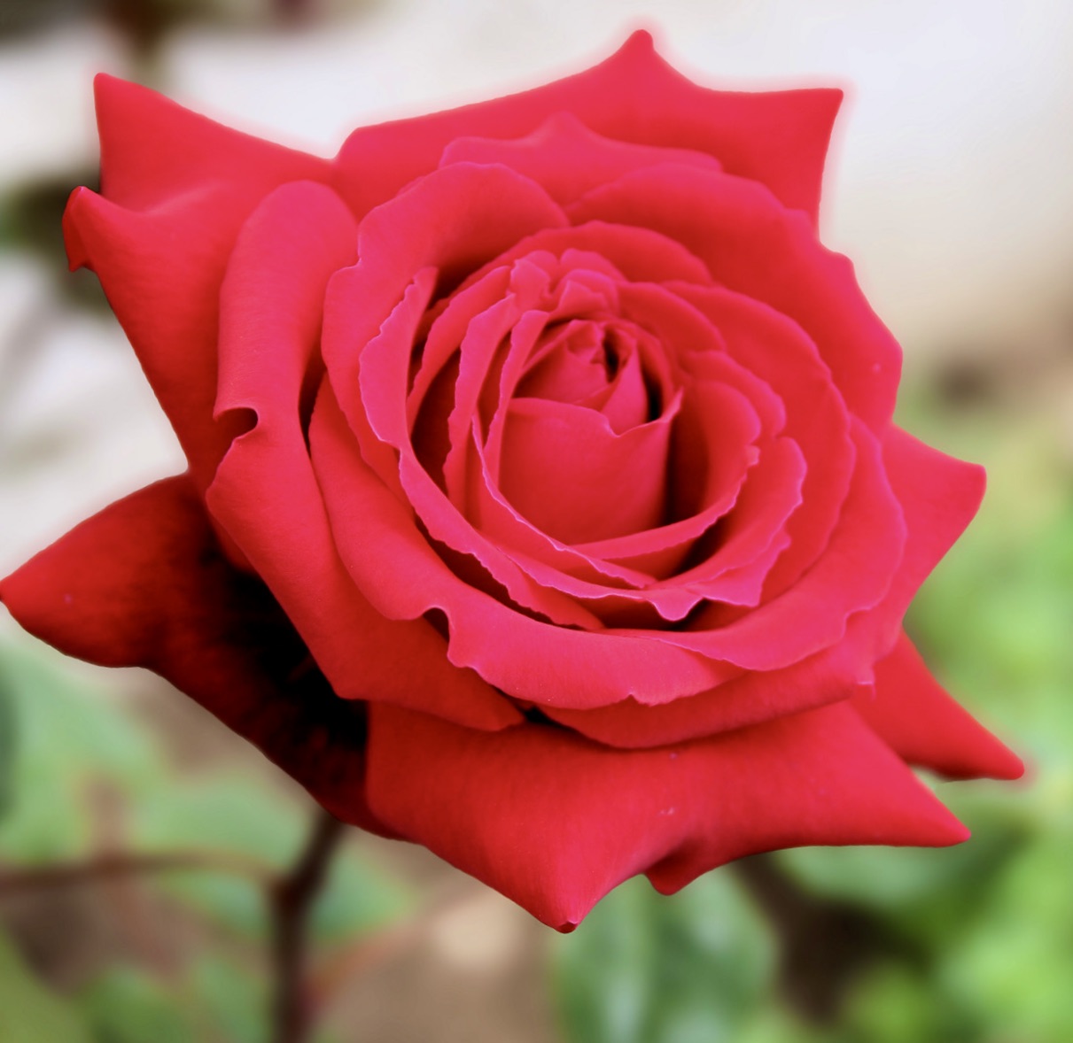 Rosa cv Meilland Botero® vibrant red rose with layered petals and soft texture