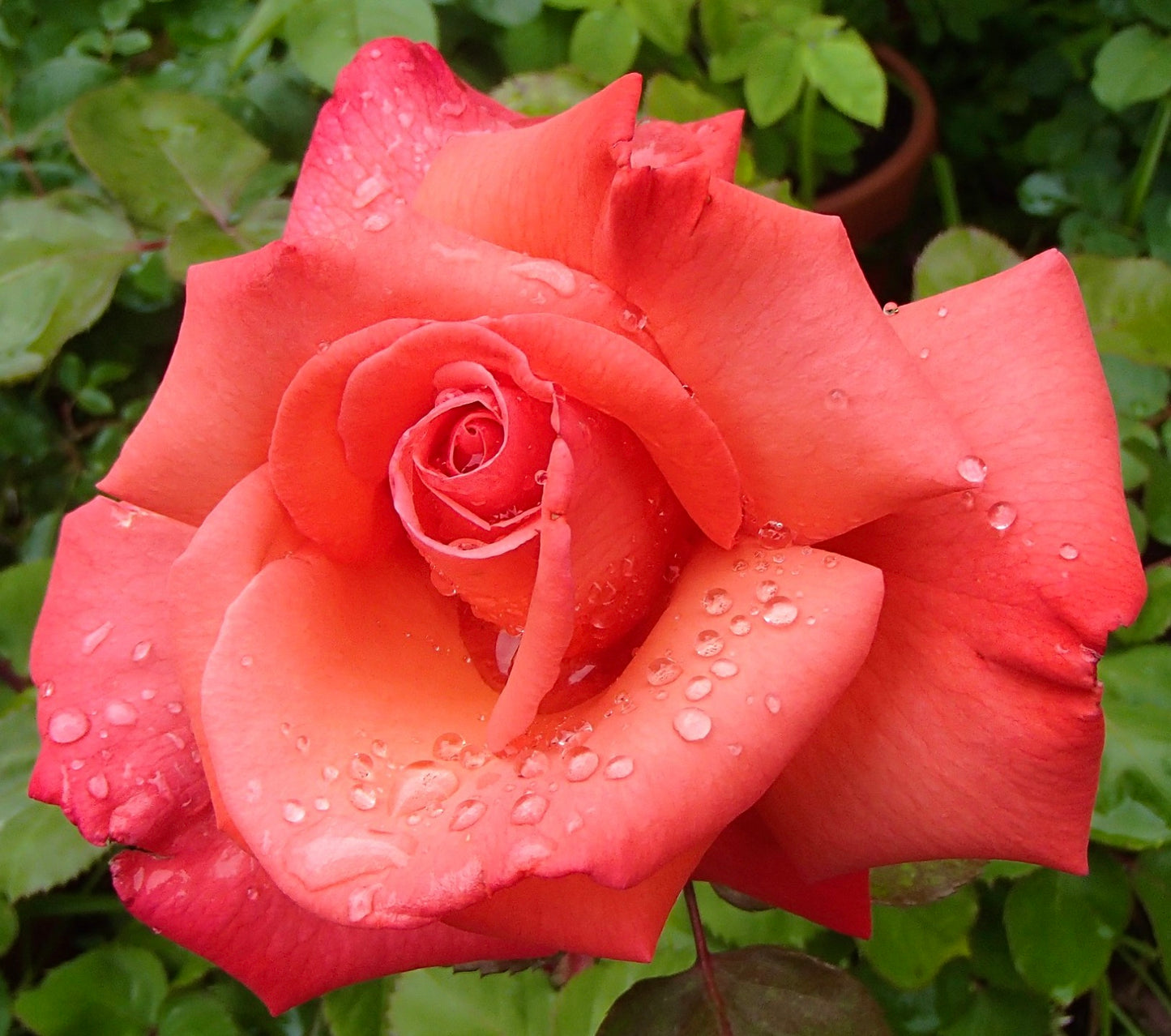 Rosa cv Meilland Cristoforo Colombo® rosa corallo vibrante con delicute gocce d'acqua sui petali