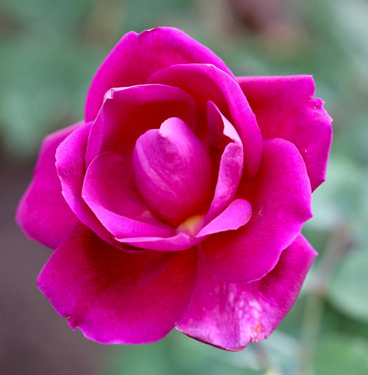Rosa cv Meilland Velasquez® vibrant magenta rose bloom with delicate layered petals