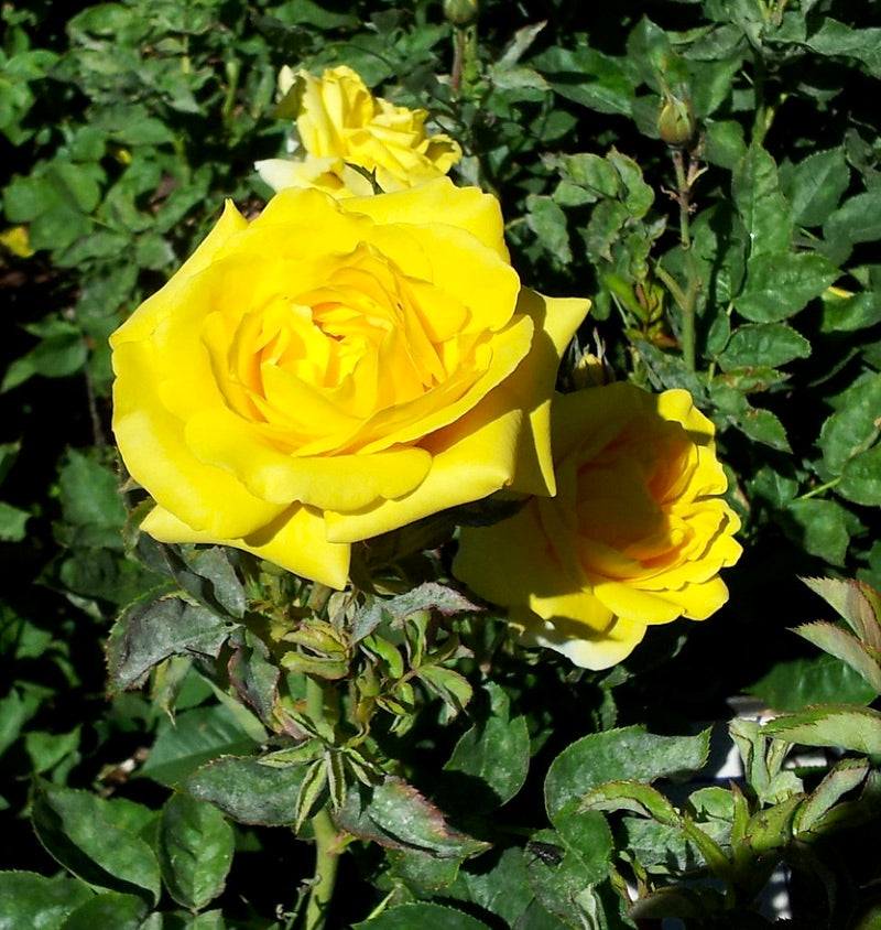Rosa cv Michelangelo® bright yellow rose blooms with lush green foliage