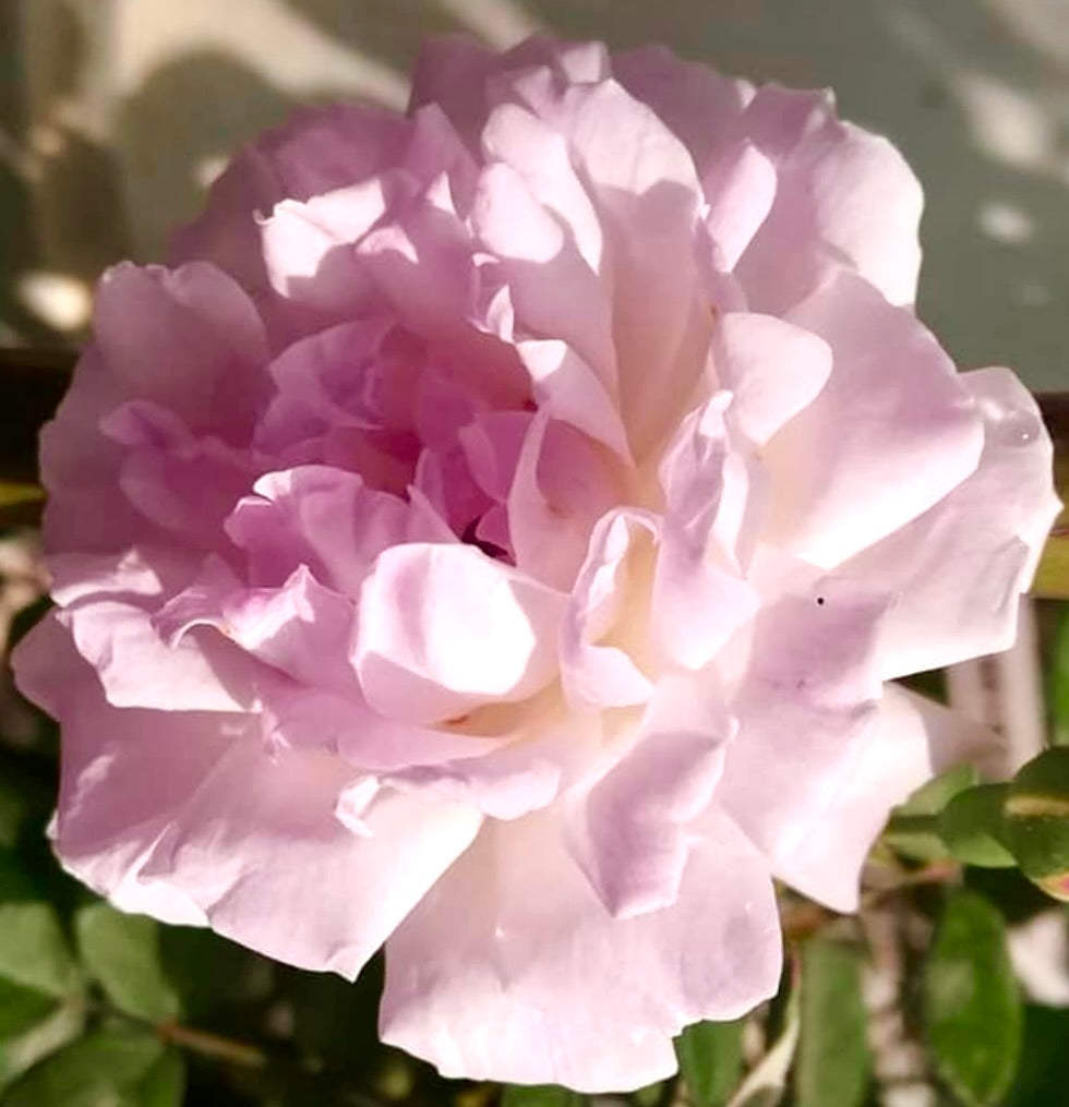 Rosa indica odorata soft pale pink layered petals blooming in natural sunlight