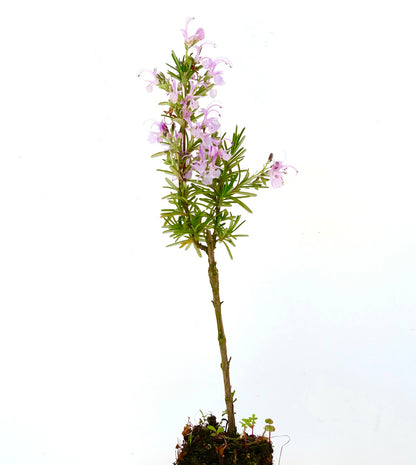 Rosmarinus officinalis cv MAJORICA PINK 15-20cm