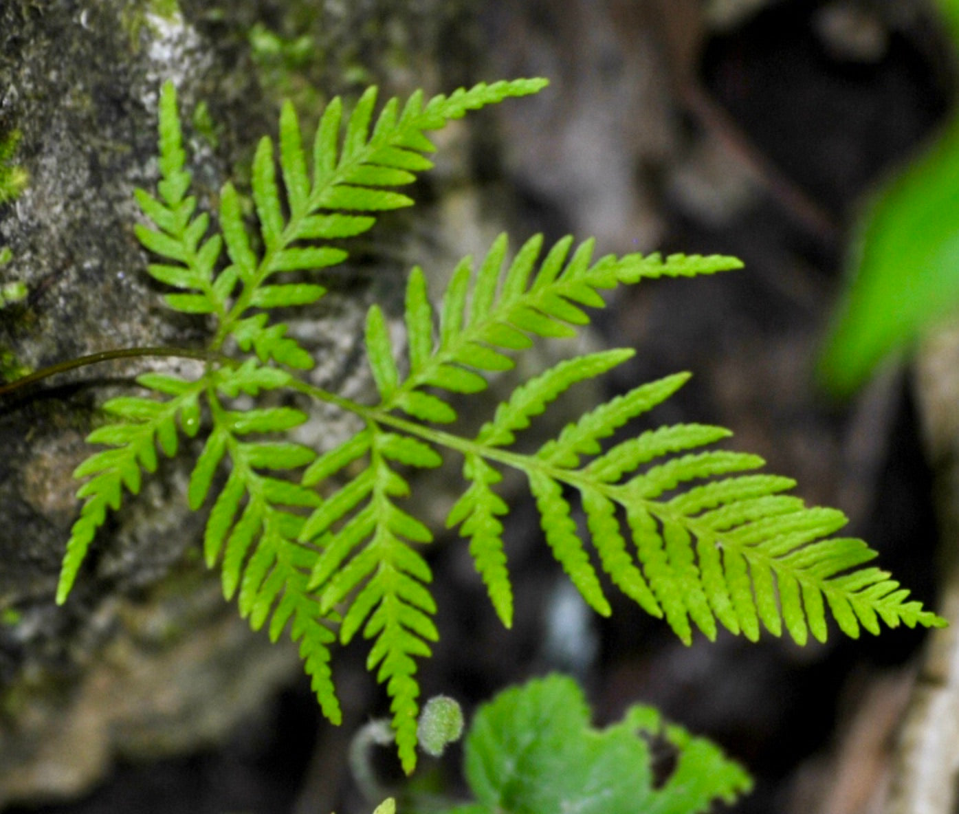 Rumohra adiantiformis 5-10cm