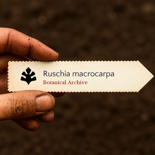 Ruschia macrocarpa SEEDS