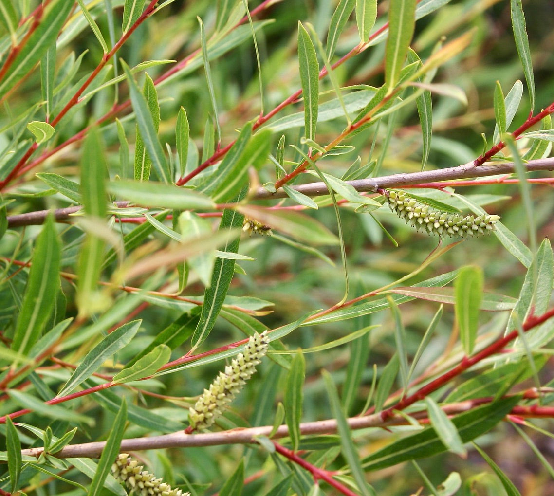 Salix purpurea gracilis slender green leaves with red stems and small catkins