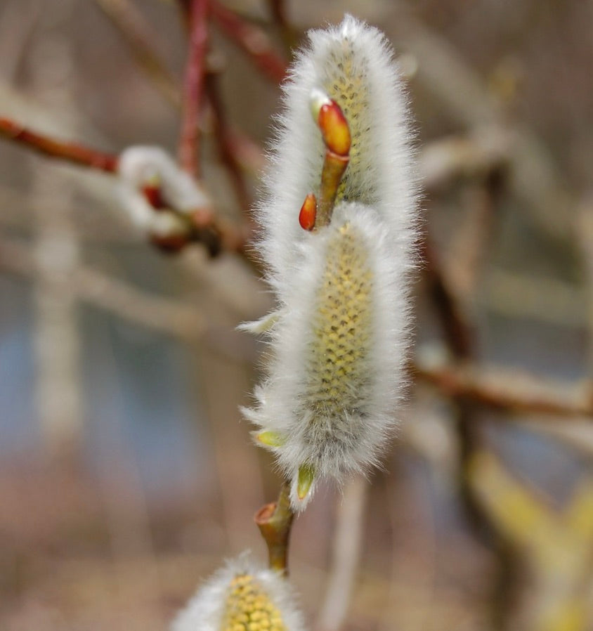 Gocciolose soffici amenti di Salix viminalis con polline giallo su rami sottili