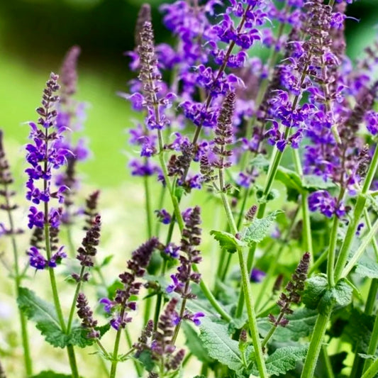 Salvia officinalis con espigas florales vibrantes de color púrpura y hojas verdes texturizadas bajo luz natural