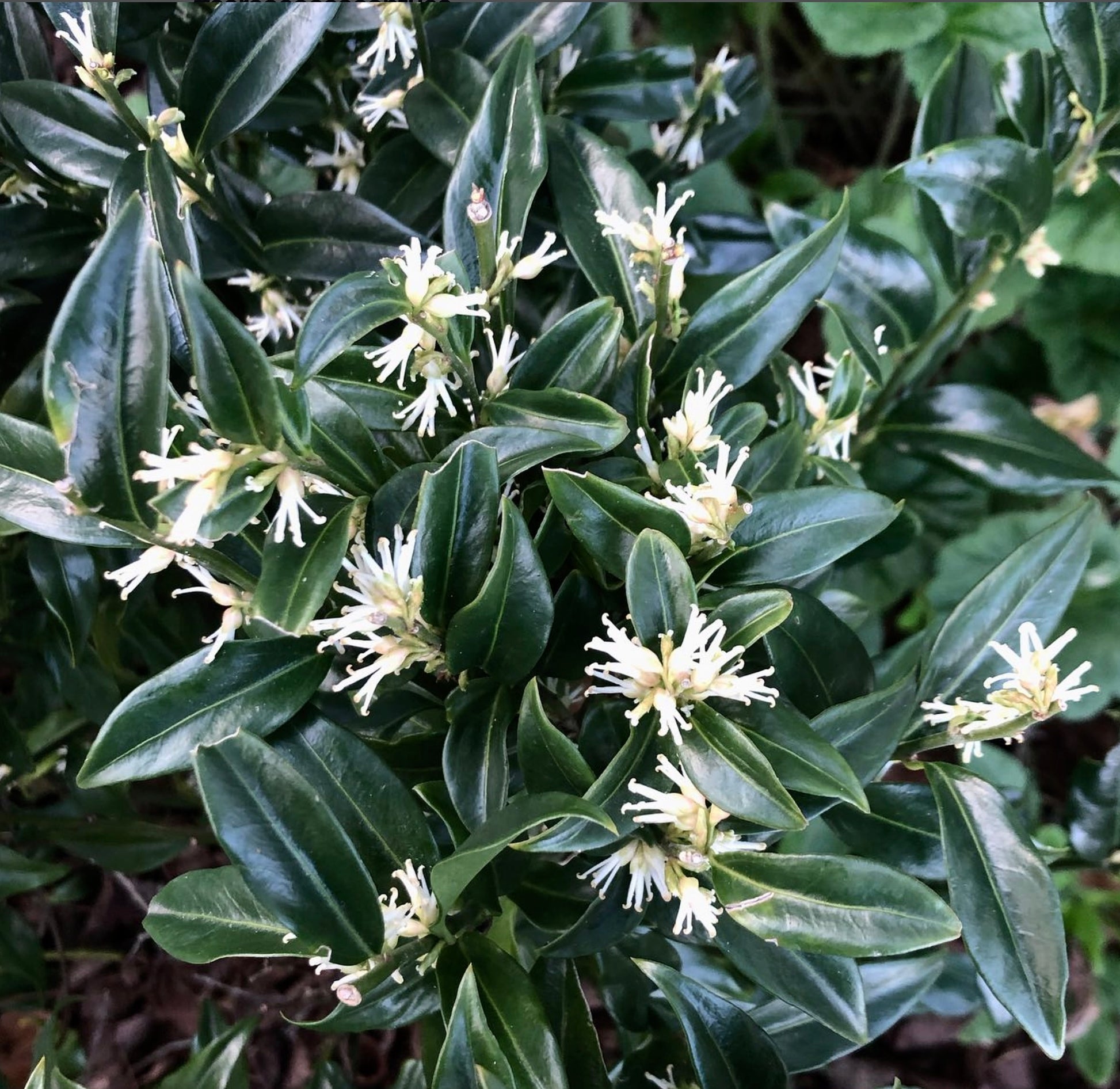 サルココッカ・コンフューサ 光沢のある濃い緑色の葉と、小さな香り高い白い花が咲く