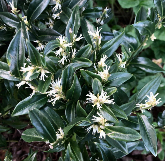 سركوكوكا كونفوزا بأوراق خضراء داكنة لامعة مع أزهار بيضاء صغيرة معطرة تتفتح