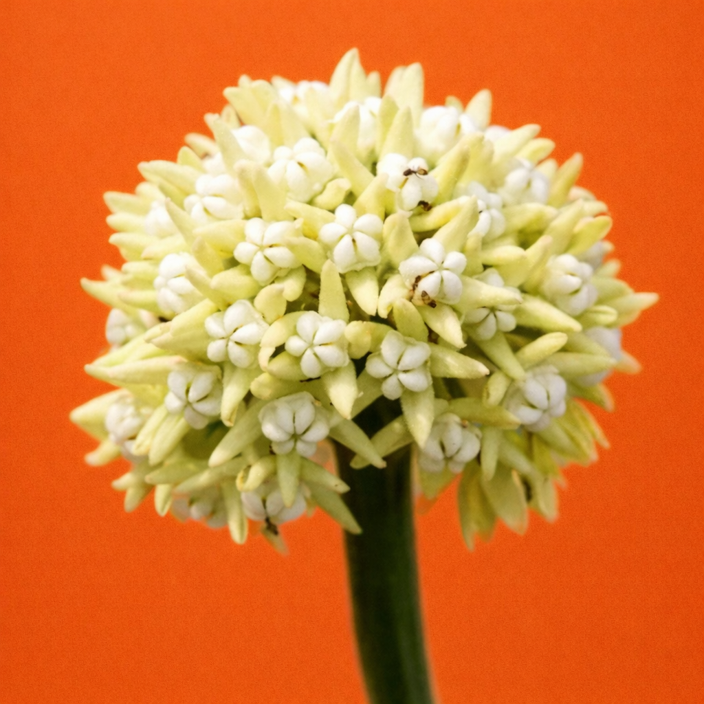Sarcostemma viminale groupe de petites fleurs blanches en forme d’étoile sur une tige verte