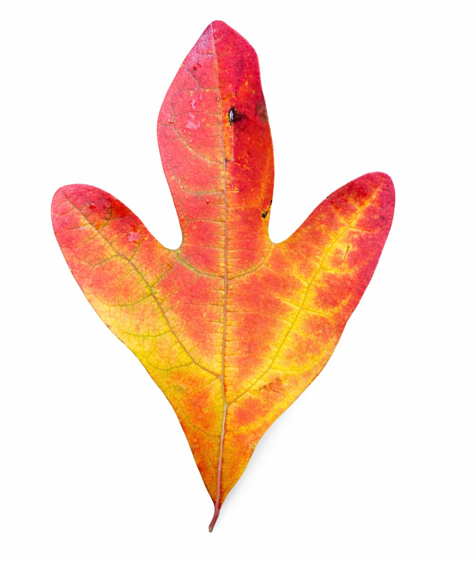 Sassafras albidum autumn leaf with vibrant red and yellow fall colors