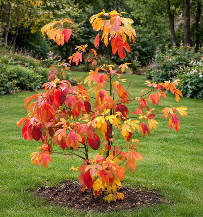 Sassafras albidum small tree with vibrant red and yellow autumn leaves in garden setting