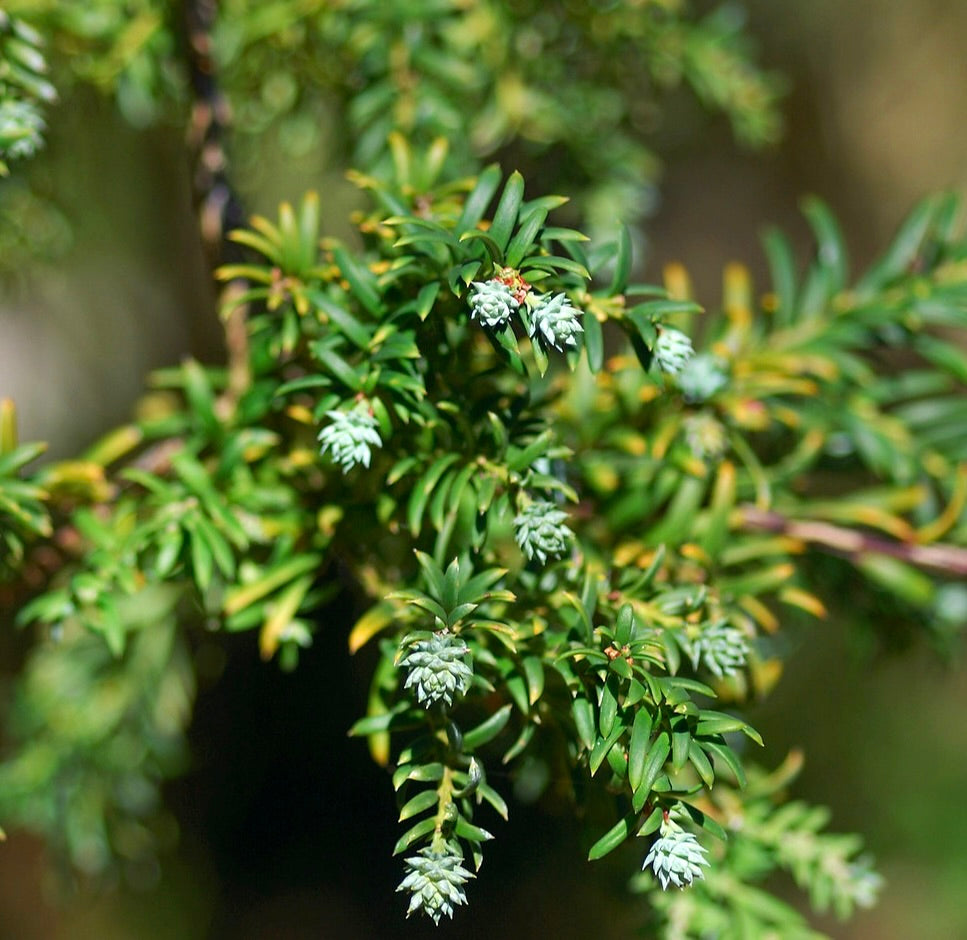 Dettagli dell'apice della pianta adulta di Saxegothaea conspicua