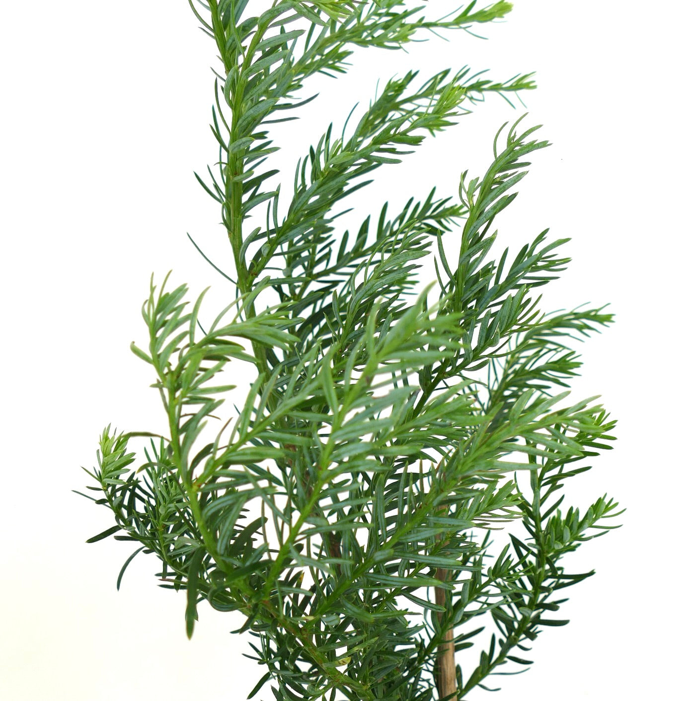 Detalle de planta juvenil de Saxegothaea conspicua