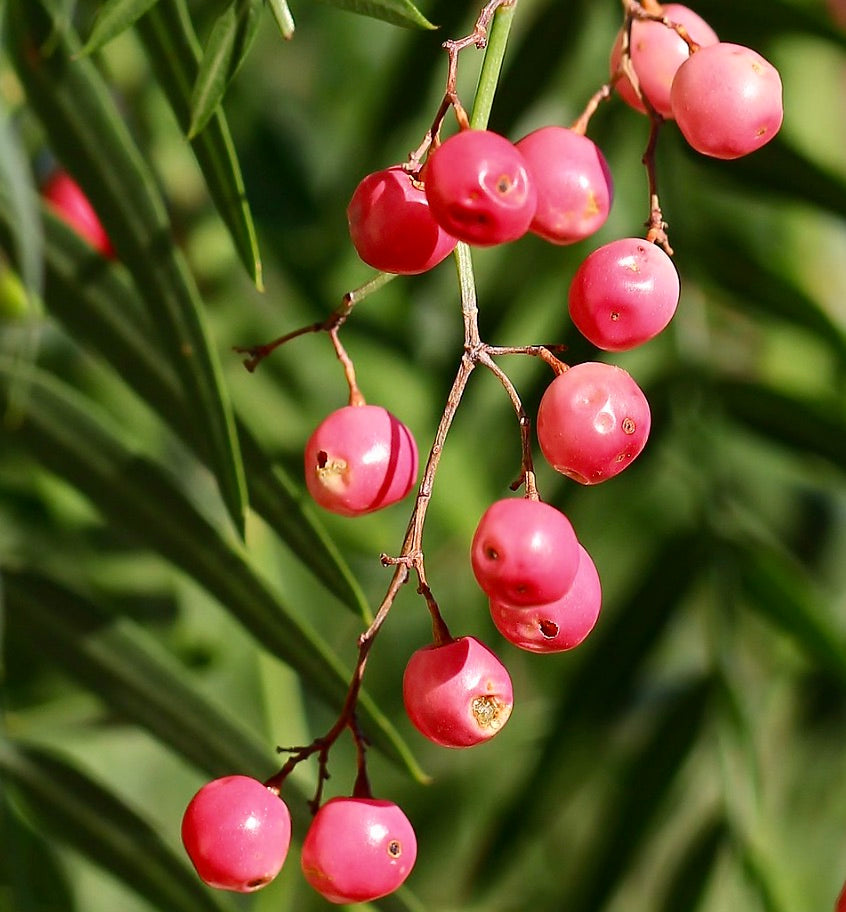 Bacche rosa acceso di Schinus molle con sottili foglie verdi su rami esili