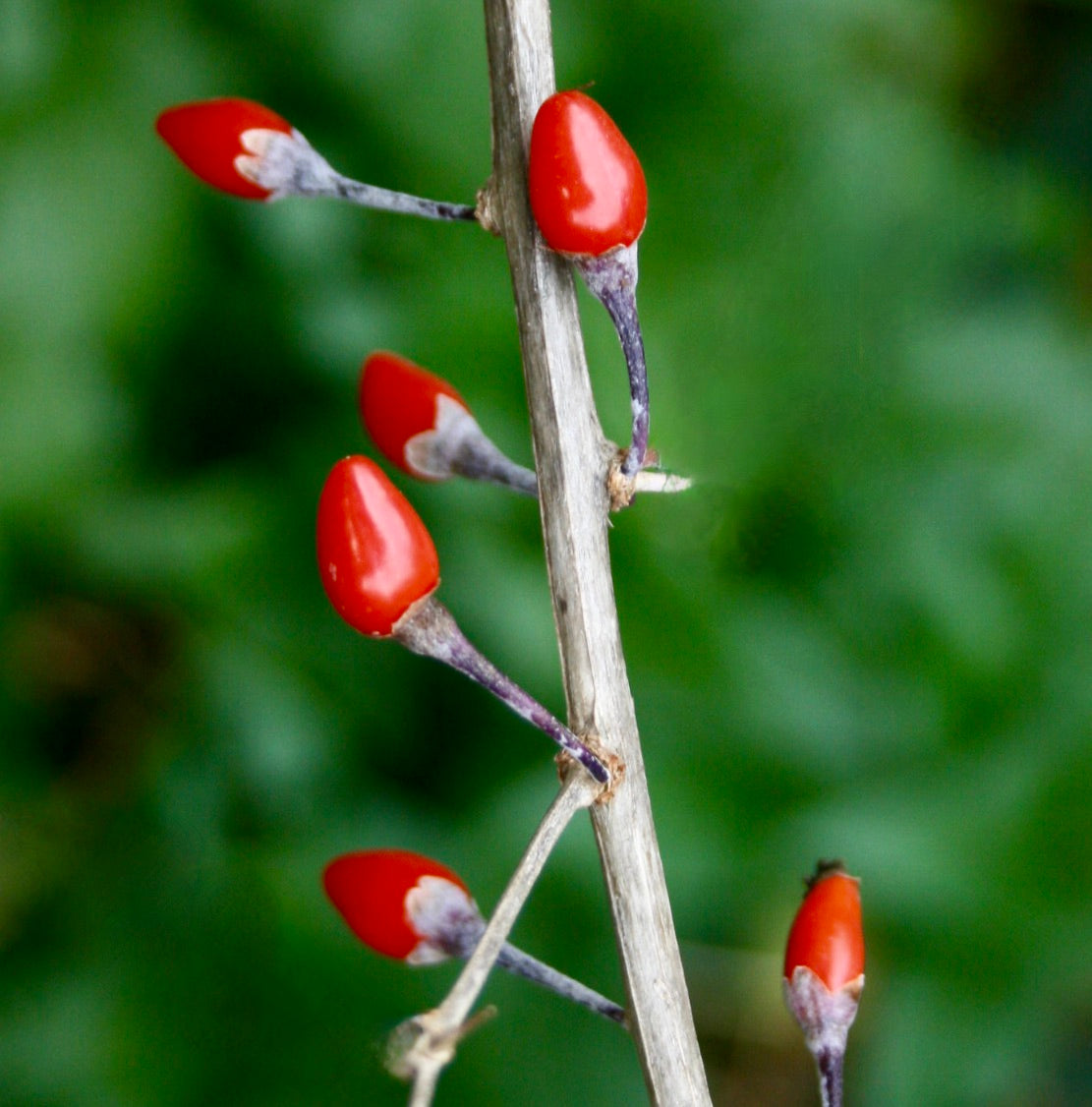 Schisandra chinensis
